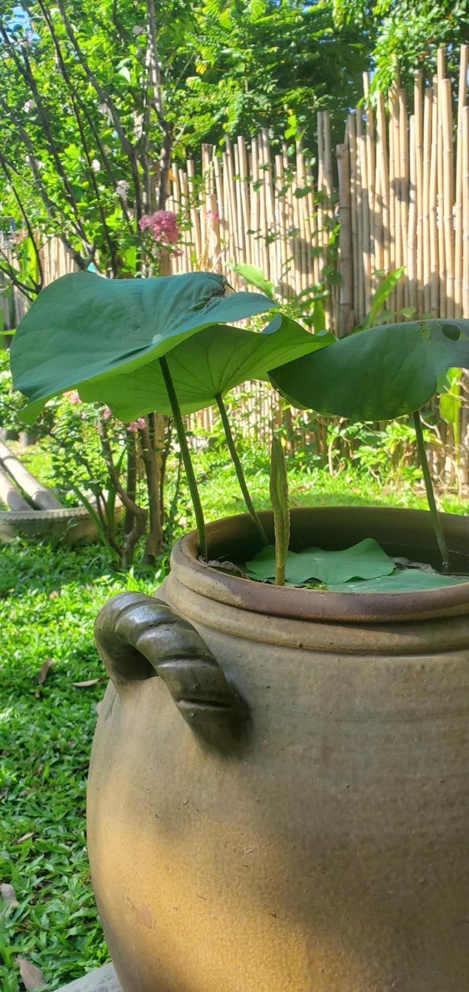 Home Farm Villa Hội An Ngoại thất bức ảnh