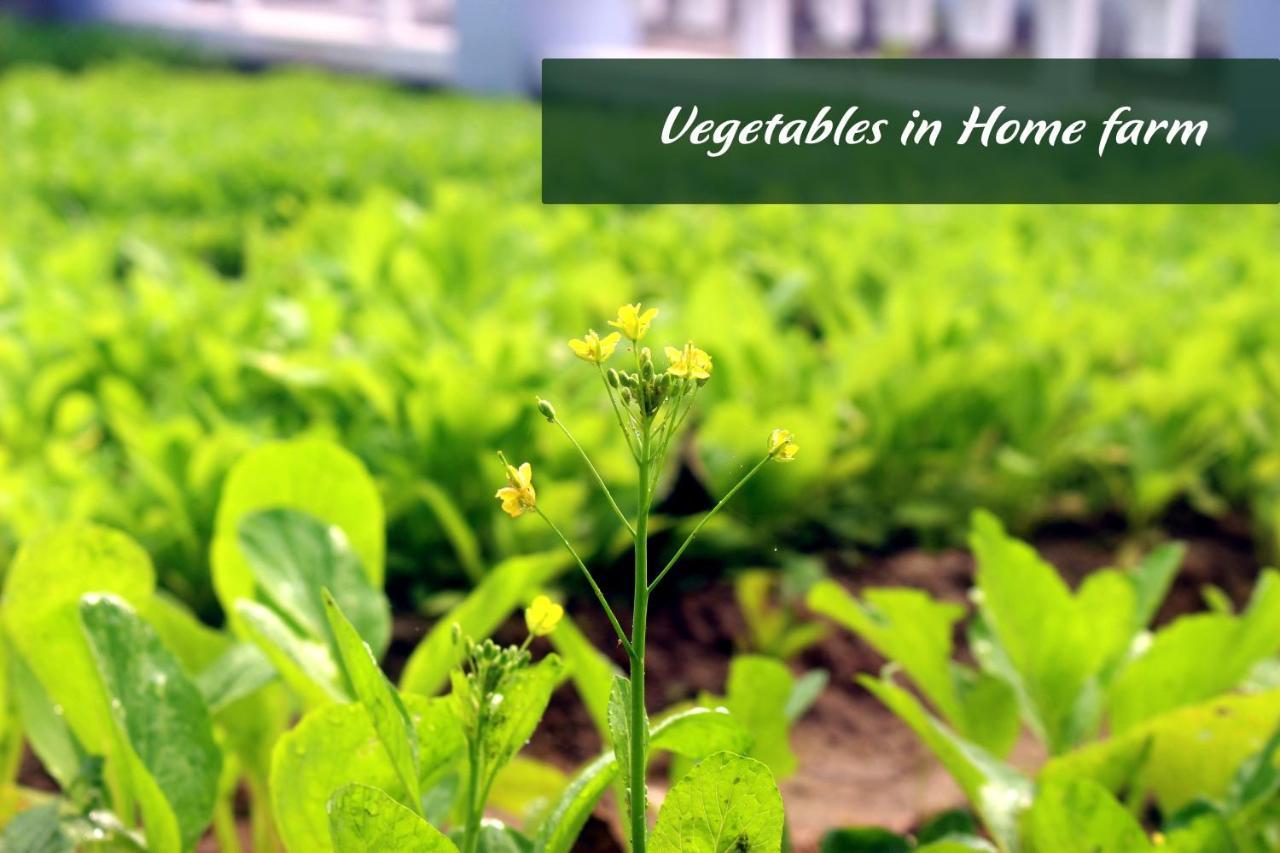 Home Farm Villa Hội An Ngoại thất bức ảnh